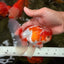 A Grade  Red White Oranda Male 5.5 inches #100926OR_15
