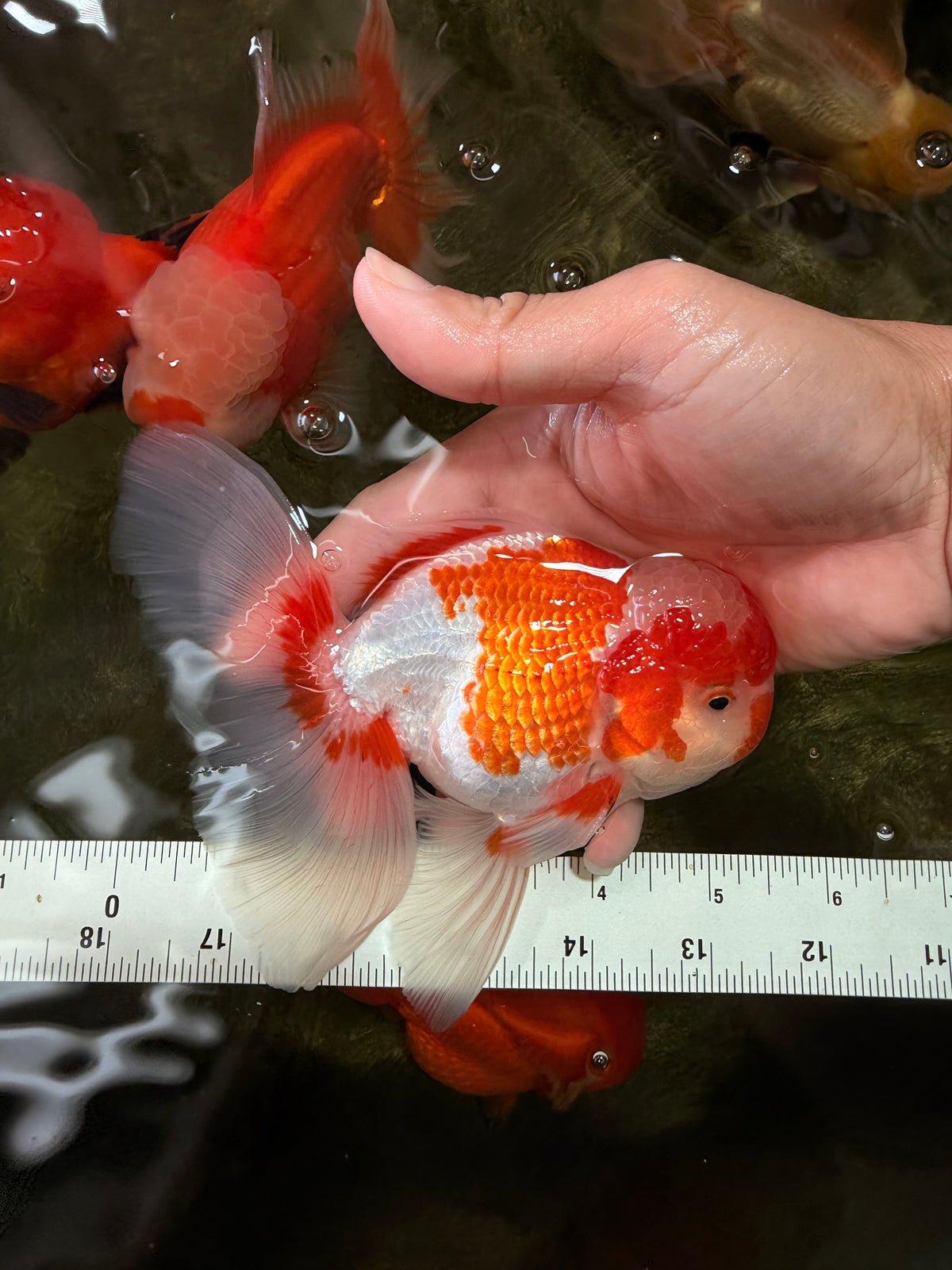 A Grade  Red White Oranda Male 5.5 inches #100926OR_15