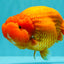 BIG CHEEK AAA Grade Super Hybrid Buffalo Red Ranchu Male 6 inches #100226RC_21