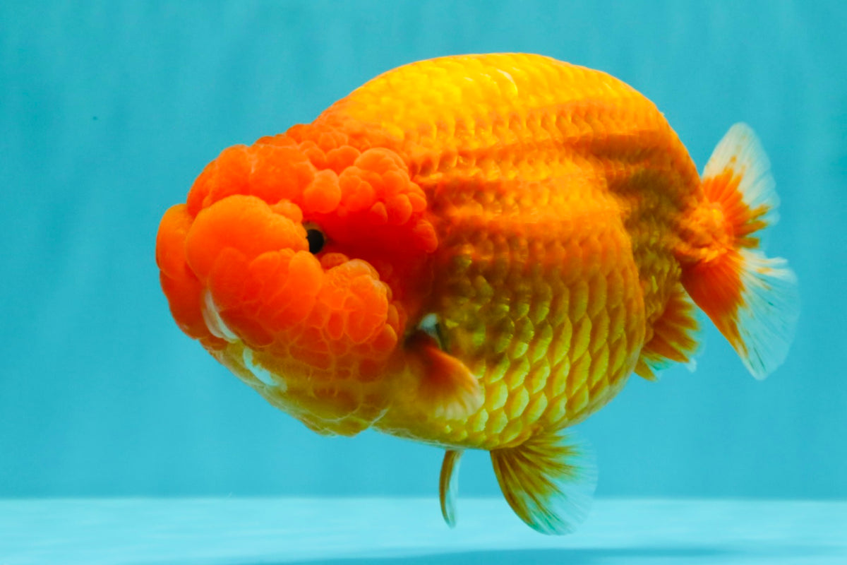 BIG CHEEK AAA Grade Super Hybrid Buffalo Red Ranchu Male 6 inches #100226RC_21