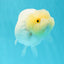 🍋 Baby Lemonhead Lionchu Female 4.5 inches #0412LC_07