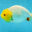 A Grade Lemonhead LionQueen 4 inches #070425LC_13