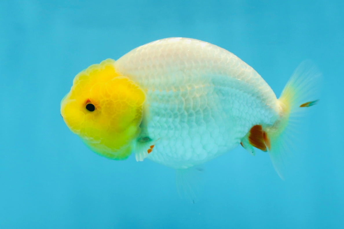 A Grade Lemonhead LionQueen 4 inches #070425LC_13