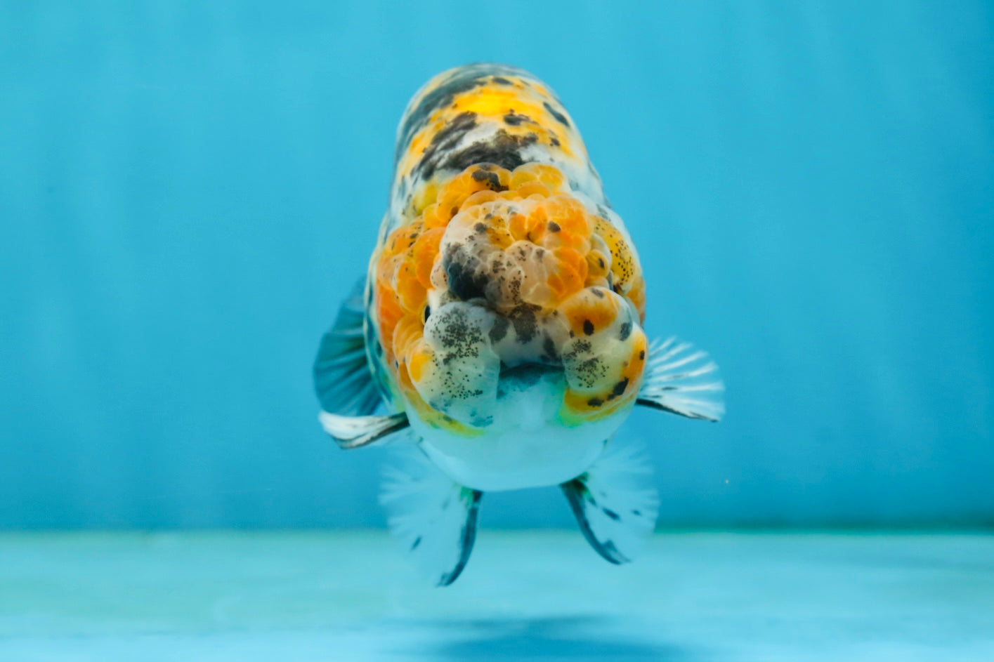 A Grade Tricolor Tiger LionKing 4.5-5 inches #062725LC_02