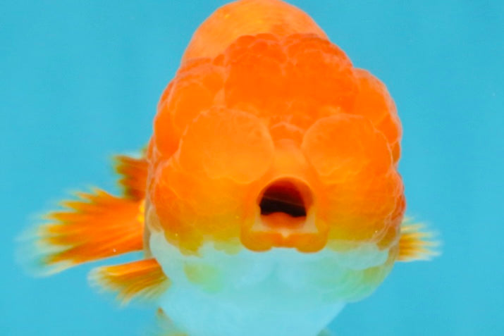 CHUBBY A Grade Red White LionQueen 4.5 inches #120525LC_14