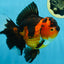 AAA Grade Godzilla Apache Oranda Female 6.5 inches #081525OR_13