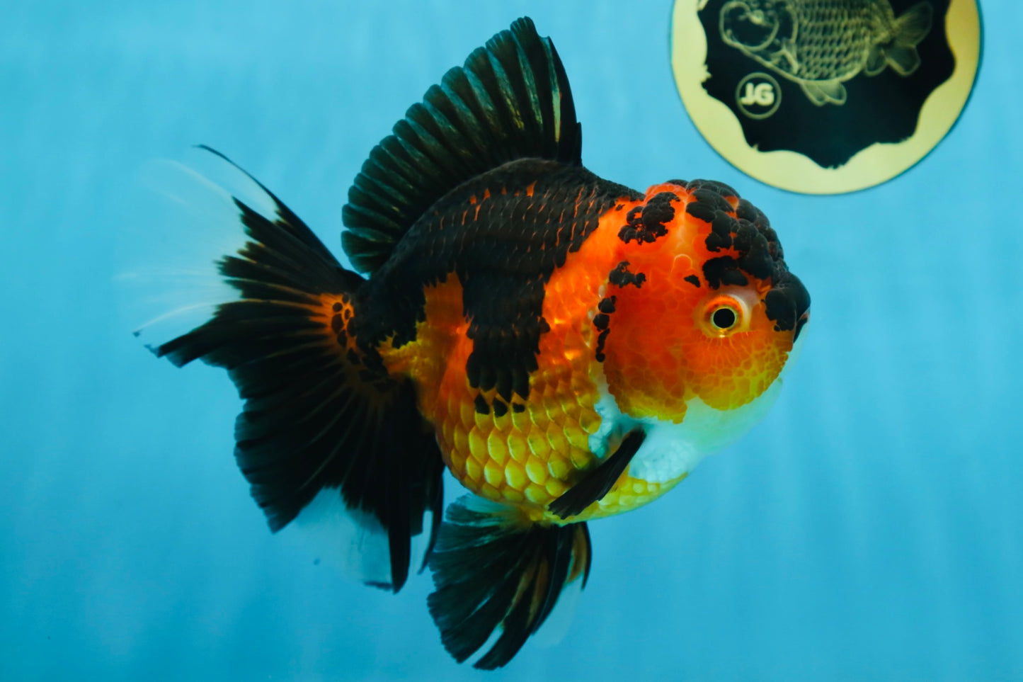 AAA Grade Godzilla Apache Oranda Female 6.5 inches #081525OR_13