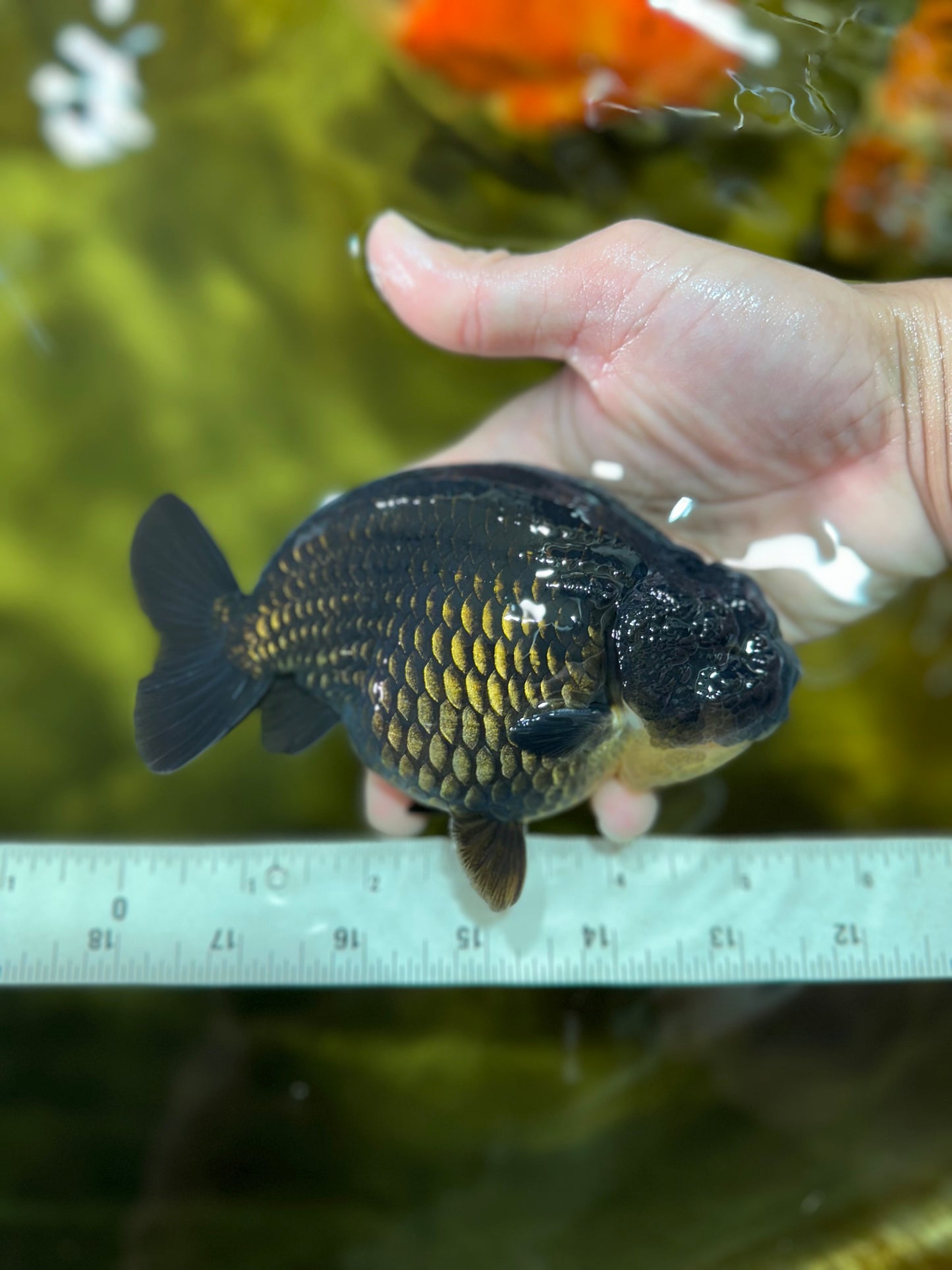 AAA Grade Hugh Back Black Ranchu 5-5.5 inches #050925RC_02