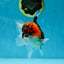 A Grade SPECIAL Tricolor Oranda Male 5  inches #051625OR_27