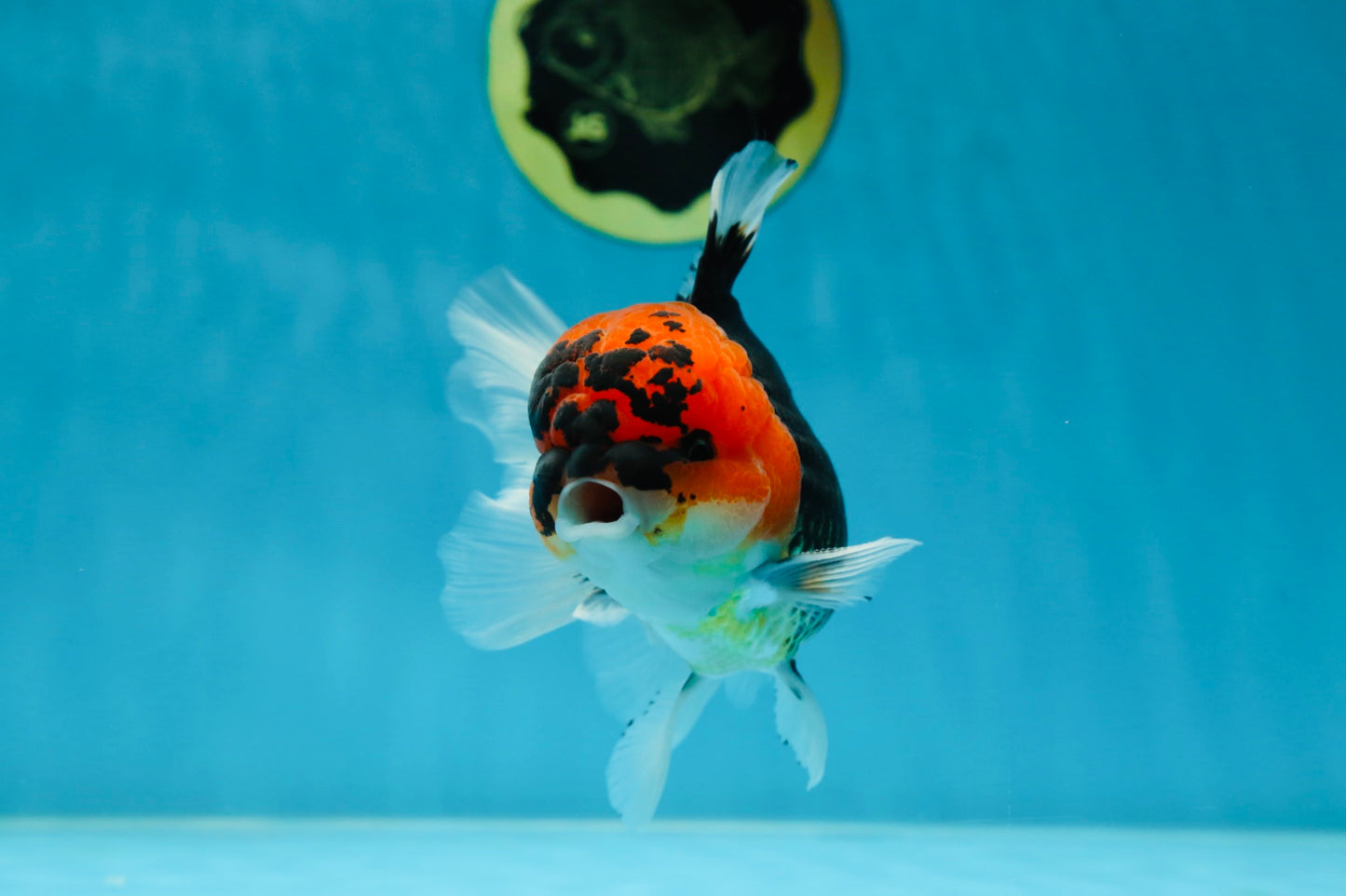 A Grade SPECIAL Tricolor Oranda Male 5  inches #051625OR_27