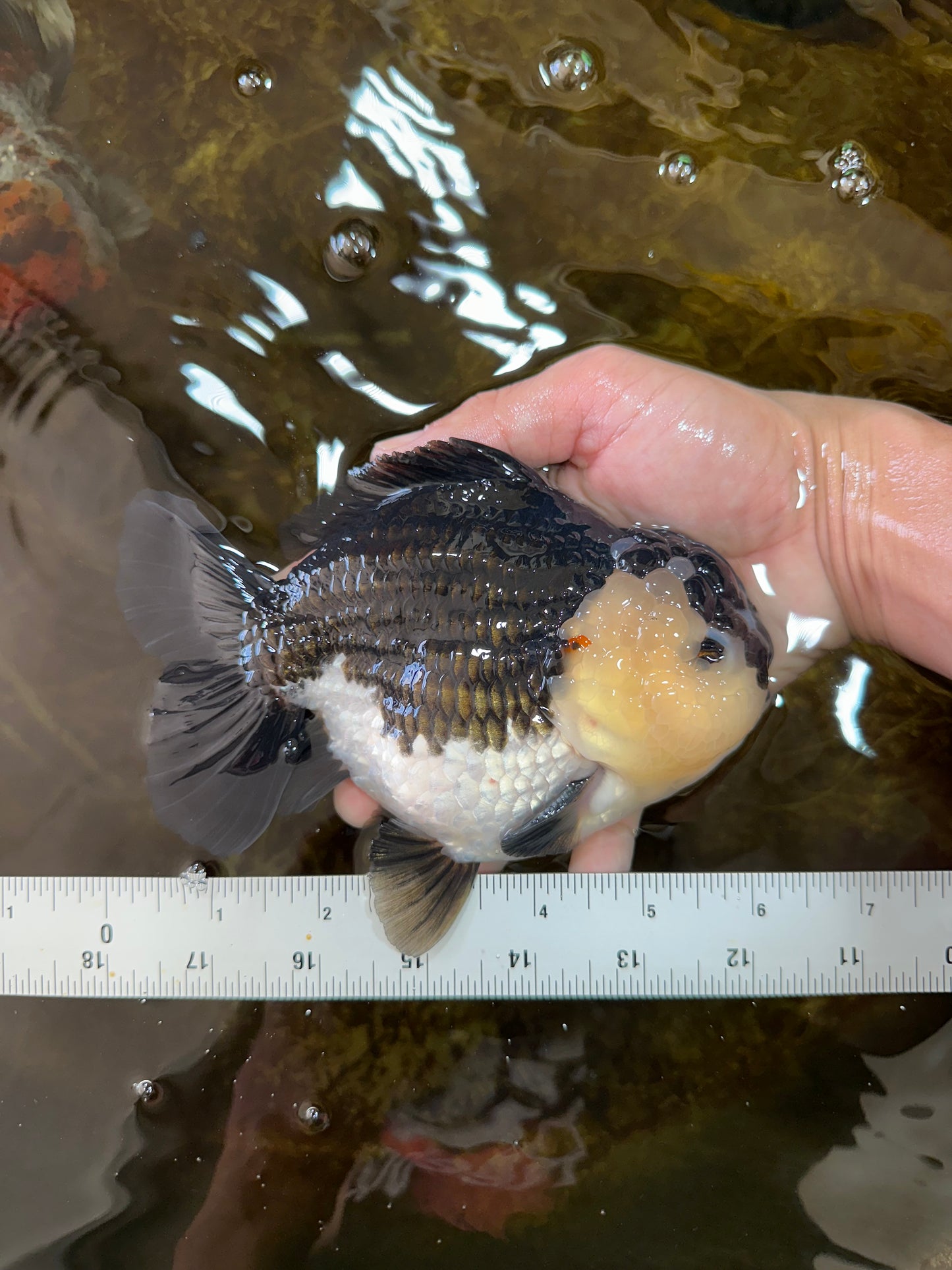 AAA Grade Panda Yuanbao Male 6 inches #091225YB_01