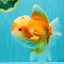 FLUFFY AAA Grade Red White Oranda Male 6.5 inches #082126OR_01