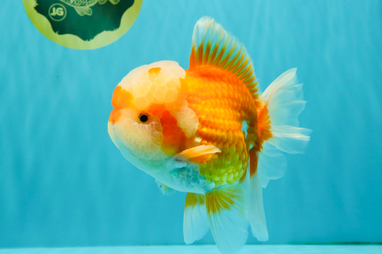 FLUFFY AAA Grade Red White Oranda Male 6.5 inches #082126OR_01