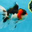 A Grade Tricolor Oranda Male 5.5 inches #051625OR_30