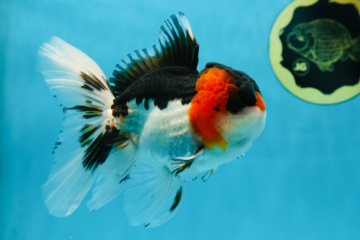 A Grade Tricolor Oranda Male 5.5 inches #051625OR_30