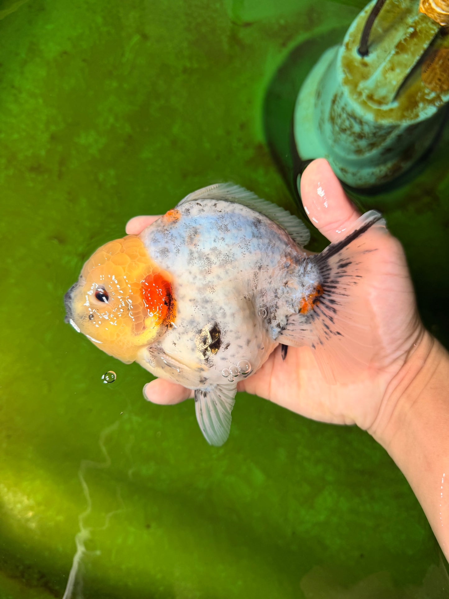 AAA Grade Marble Yuanbao Male 5.5-6 inches #041026YB_25