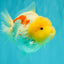 CHUBBY AAA Grade Red White Yuanbao Female 5-5.5 inches #061926YB_32