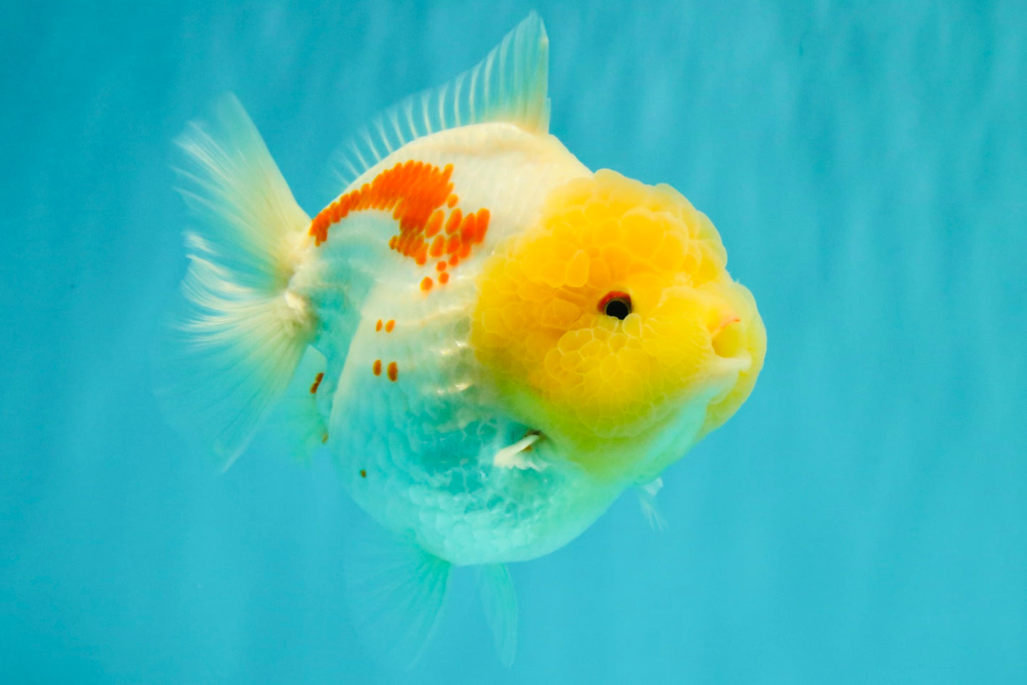 CHUBBY AAA Grade Red White Yuanbao Female 5-5.5 inches #061926YB_32