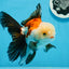 AAA Grade Tricolor Oranda Male 5.5 inches #0830OR_13