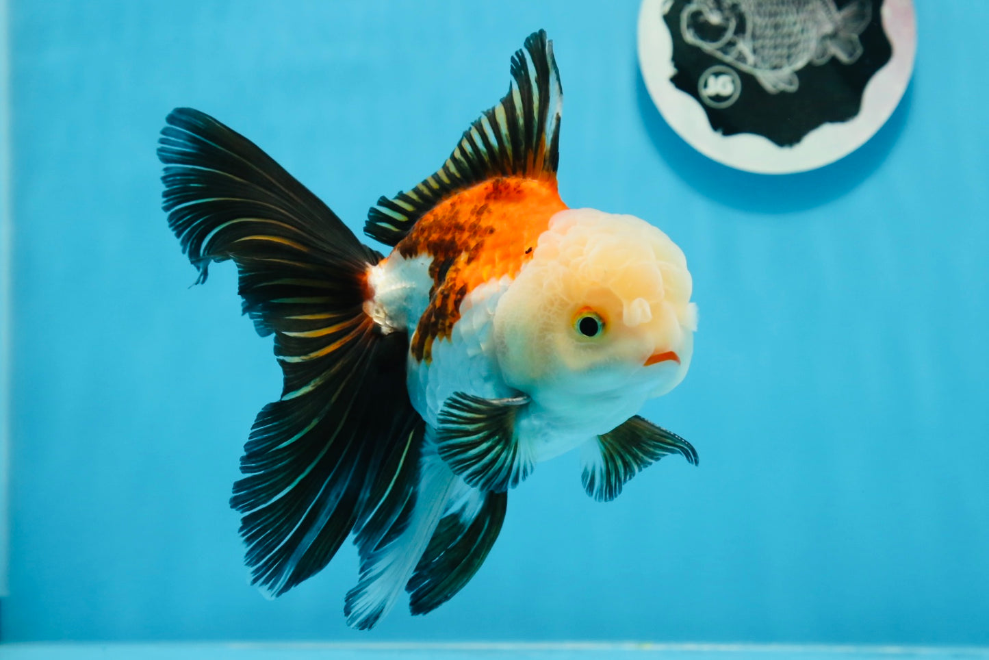 AAA Grade Tricolor Oranda Male 5.5 inches #0830OR_13