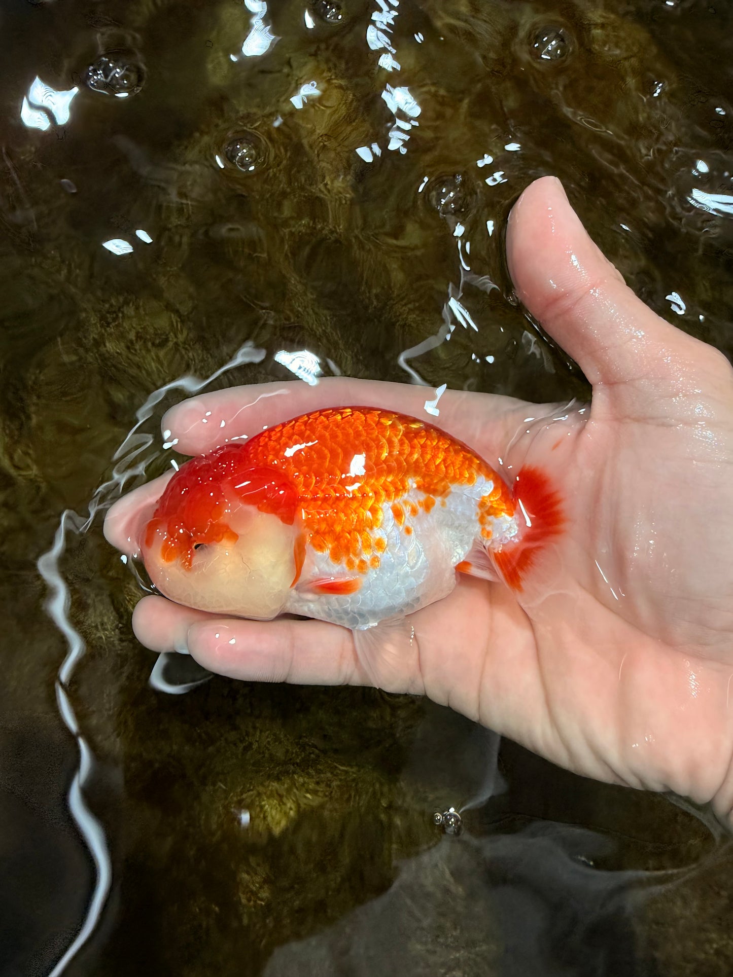 A Grade Red White LionQueen 4 inches #112125LC_10