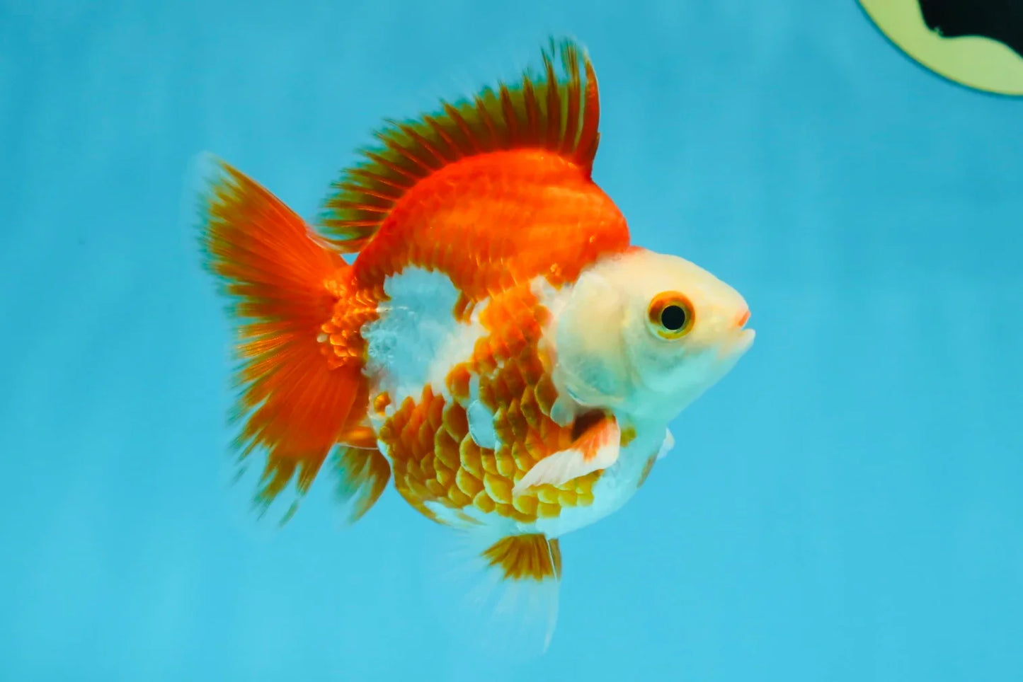 3rd Runner Up SHOW GRADE Red White Ryukin Male 3.5-4 inches #053025RK_9999