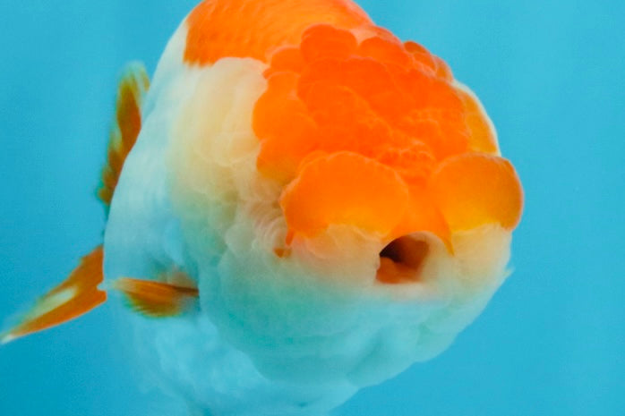 A Grade Red White LionQueen 4.5-5 inches #032726LC_19