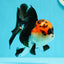 A Grade Ironman Tricolor Oranda Female 5  inches #0510OR_15