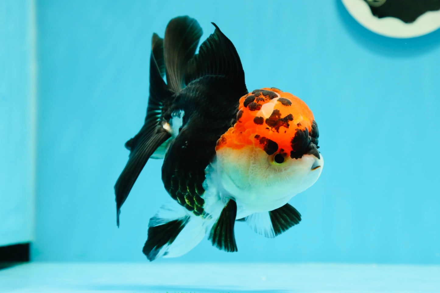 A Grade Ironman Tricolor Oranda Female 5  inches #0510OR_15