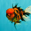 A Grade Tiger Oranda Male 5.5 inches #062626OR_26