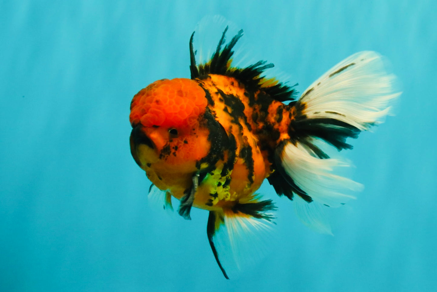 A Grade Tiger Oranda Male 5.5 inches #062626OR_26