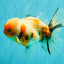 AAA Grade Calico Oranda Male 6-6.5 inches #070626OR_18