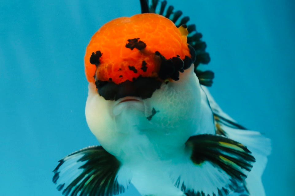 A Grade Tricolor Oranda Male 5.5 inches #050925OR_44
