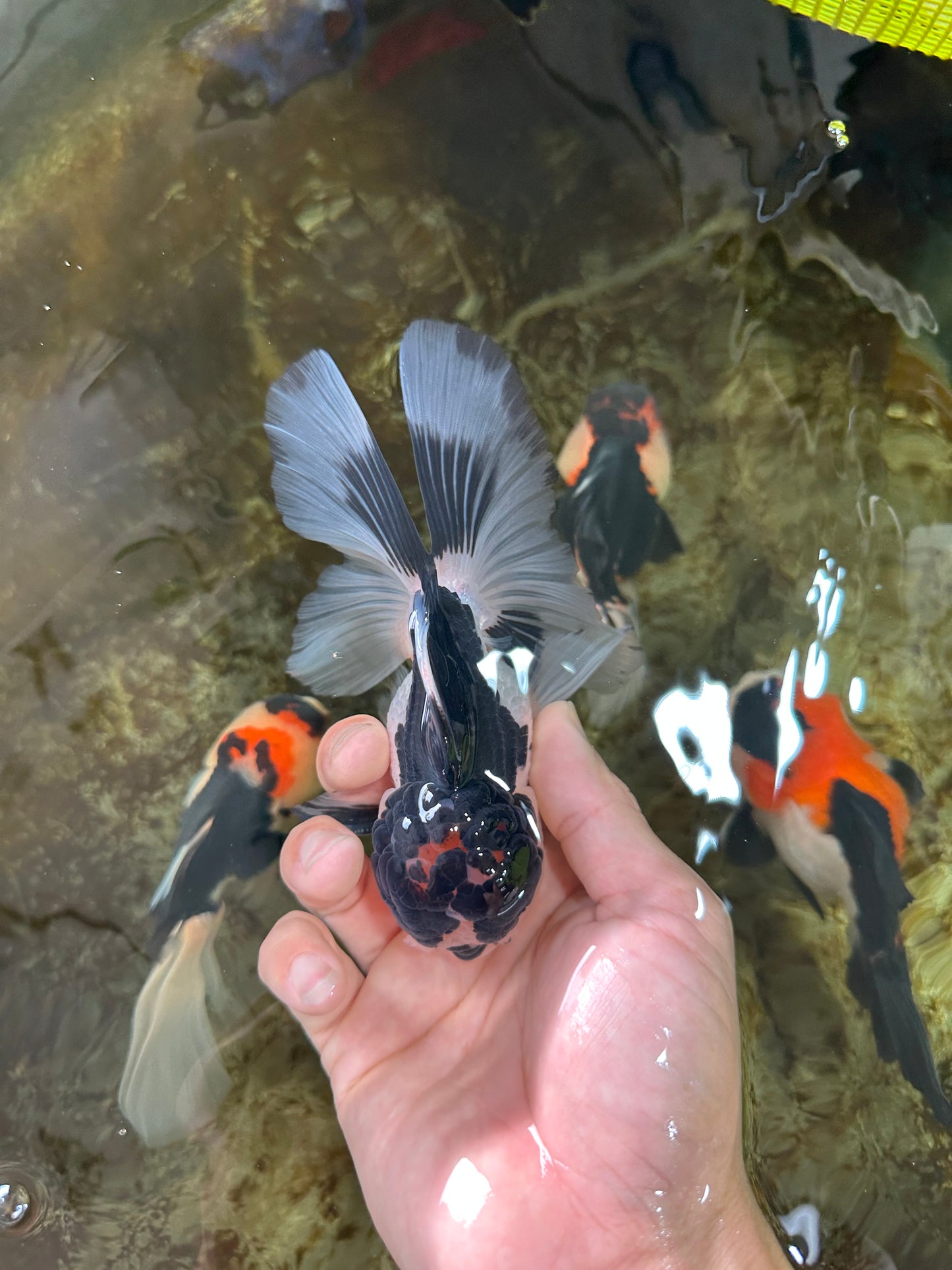 A Grade Panda Oranda Male 5-5.5 inches #080125OR_27