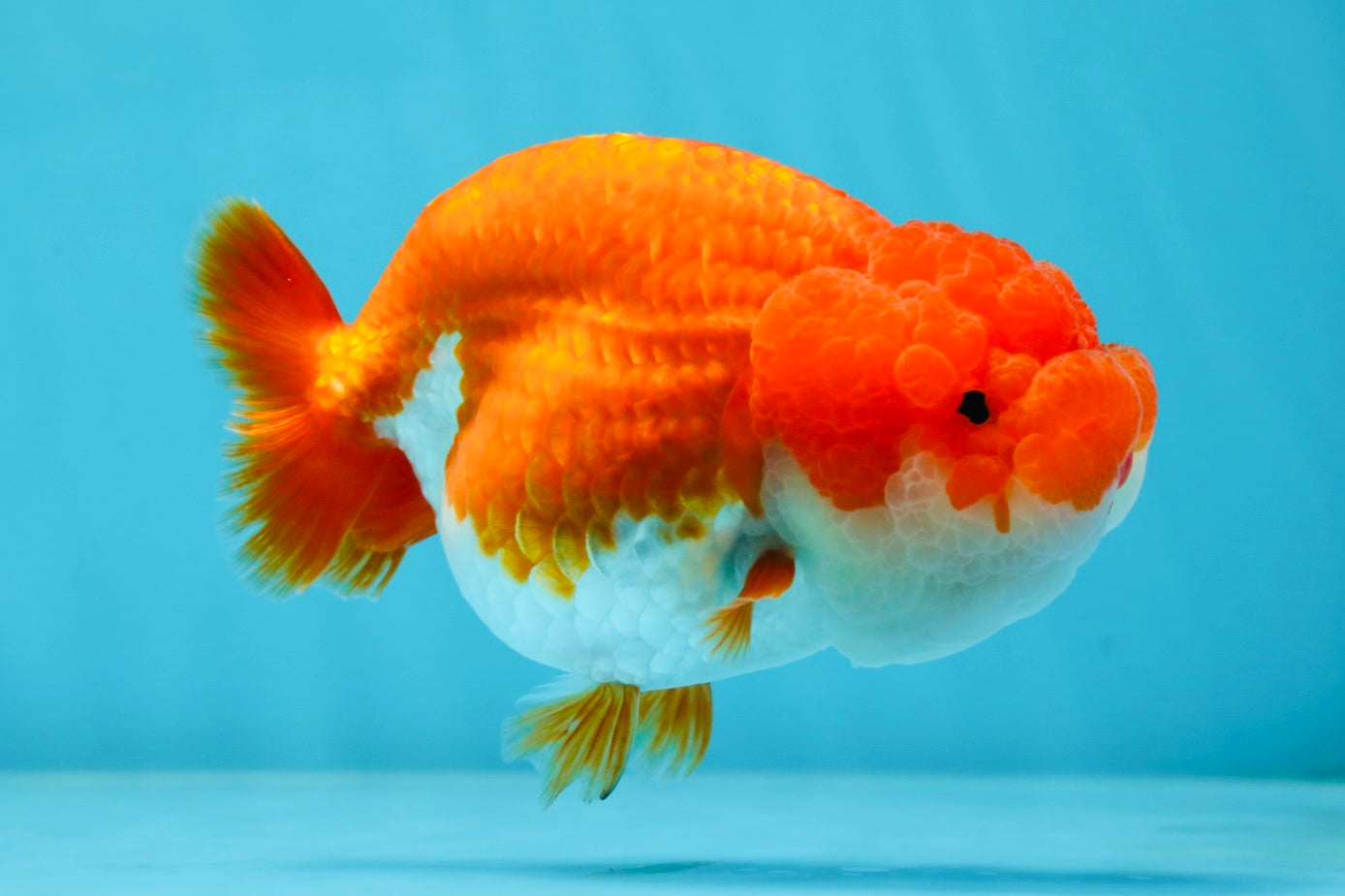 AAA Grade Red White LionQueen 4-4.5 inches #042525LC_14