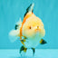 A Grade Tricolor Yuanbao Female 5-5.5 inches #061926YB_31