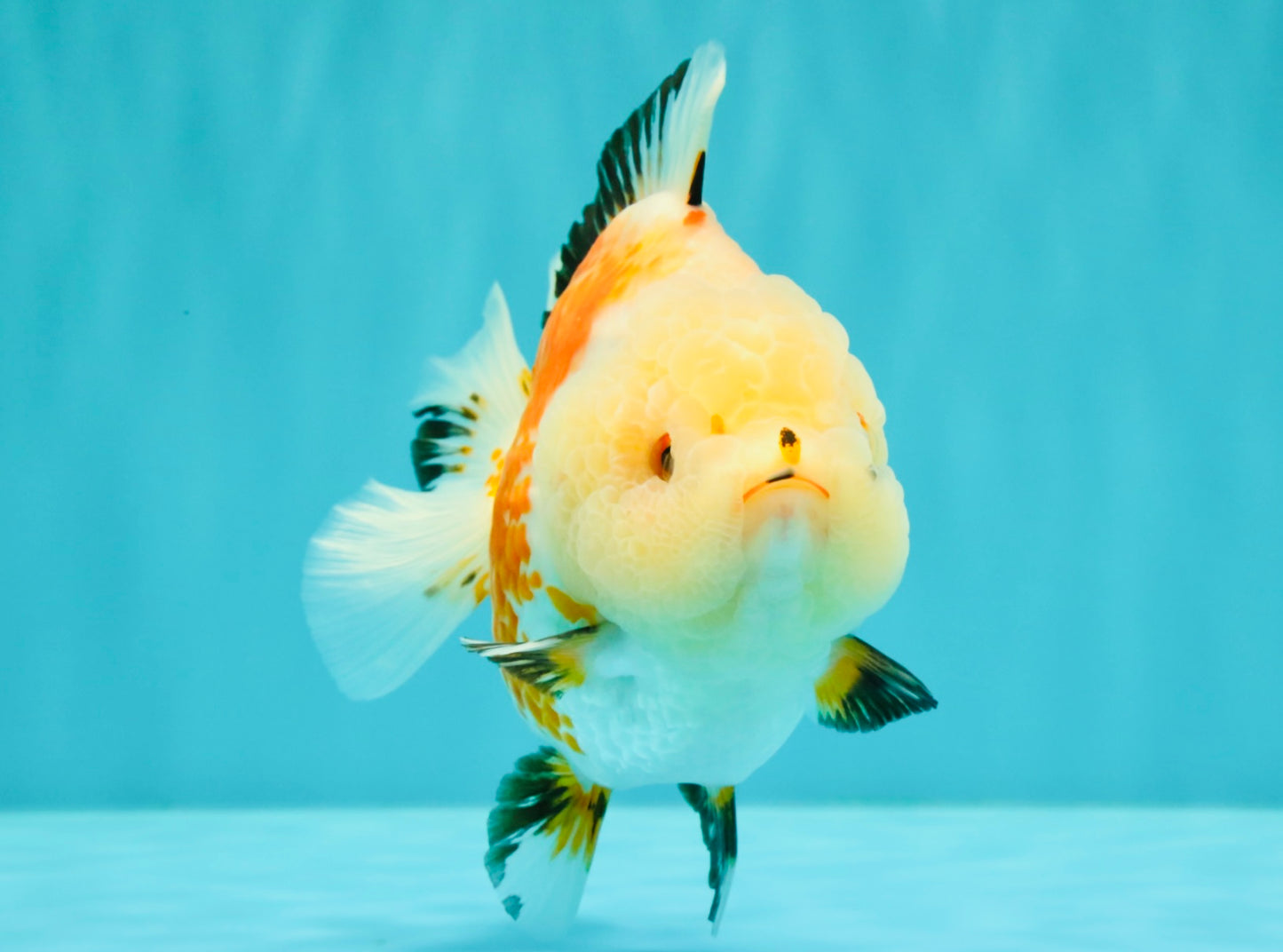 A Grade Tricolor Yuanbao Female 5-5.5 inches #061926YB_31