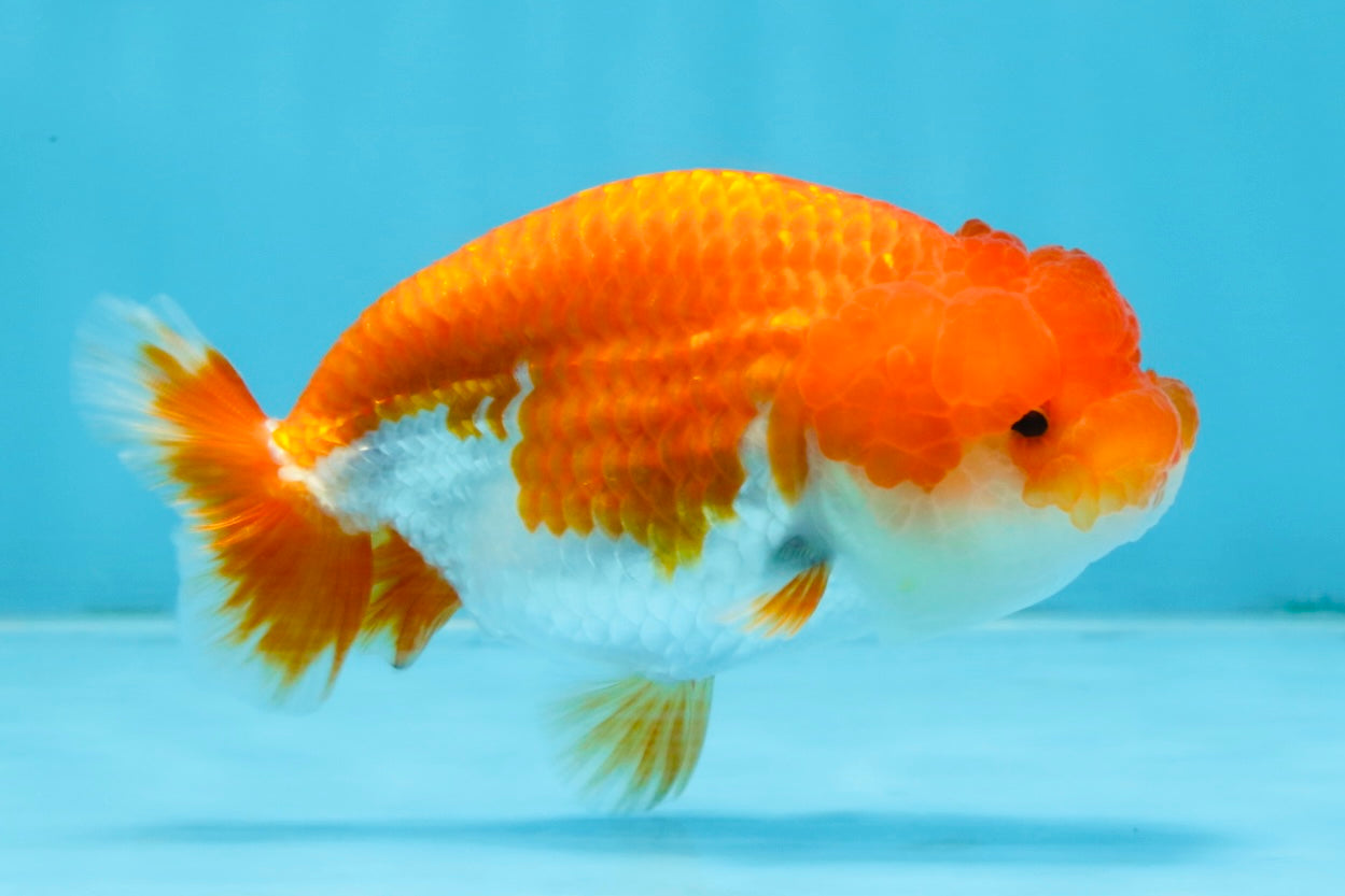 A Grade Red White LionQueen 4-4.5 inches #102425LC_15