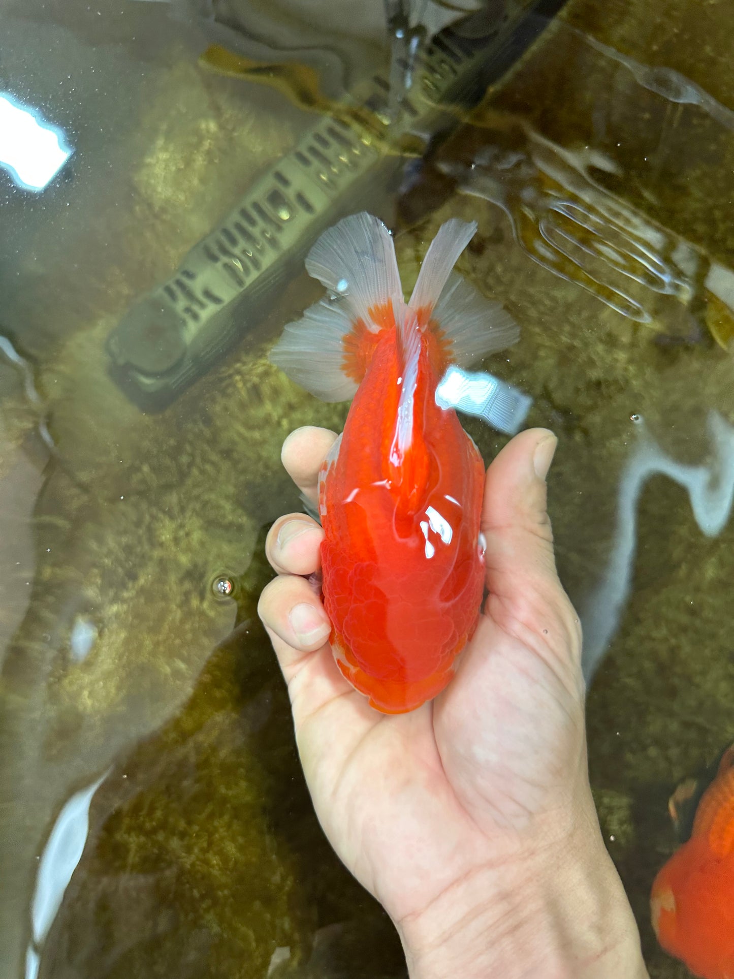 AAA Grade Red White Yuanbao Male 5-5.5 inches #081525YB_05