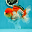 Red White Oranda Female 5 inches #110124OR_04