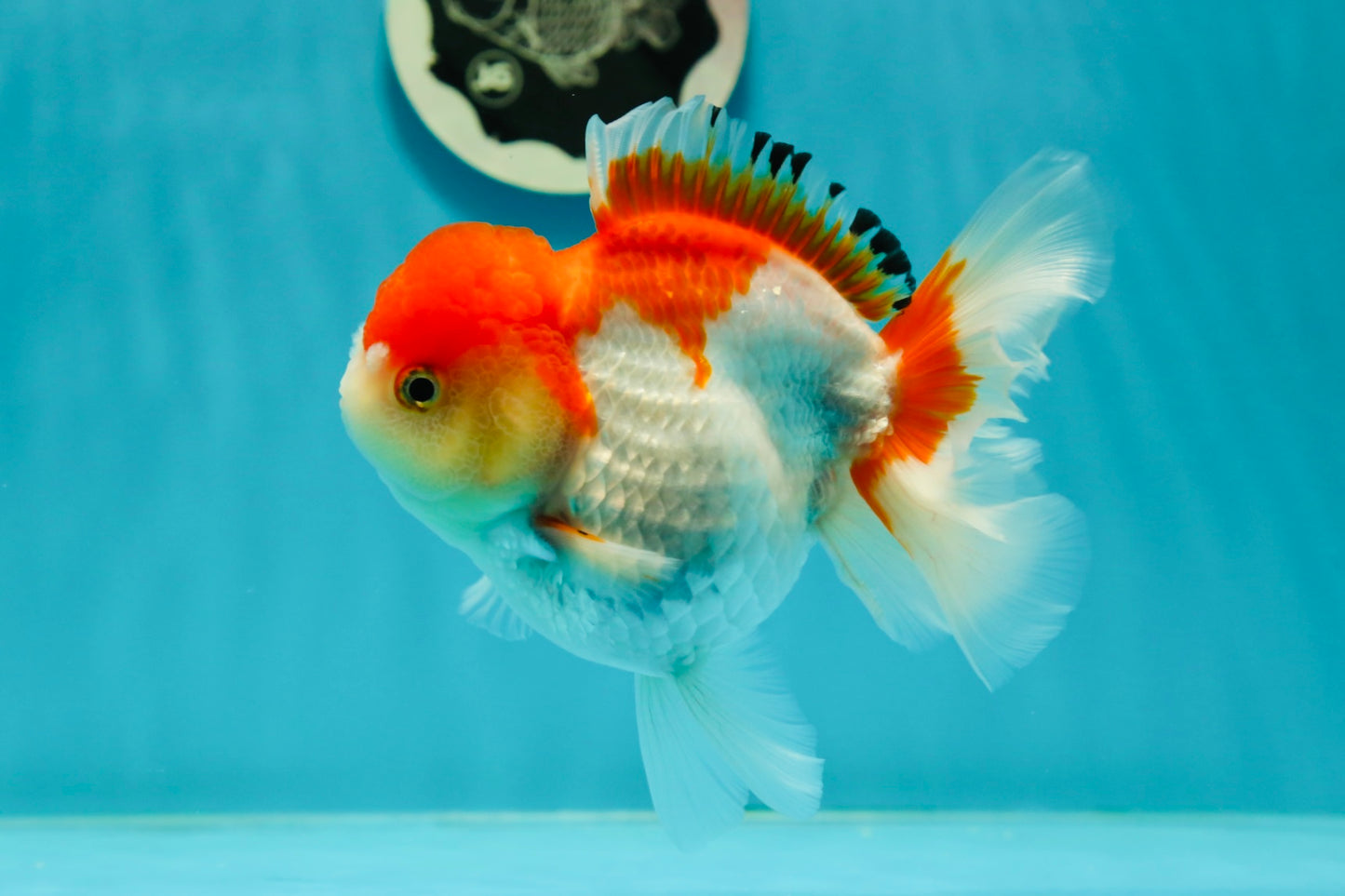 Red White Oranda Female 5 inches #110124OR_04