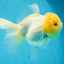 A Grade CLOUDY White Oranda Female 6 inches #062025OR_23