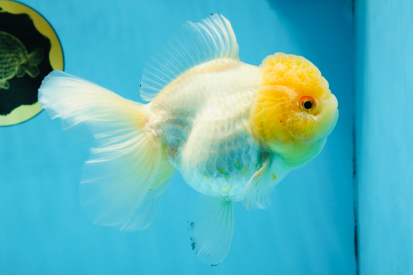 A Grade CLOUDY White Oranda Female 6 inches #062025OR_23