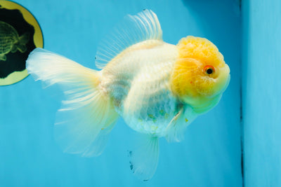 A Grade CLOUDY White Oranda Female 6 inches #062025OR_23