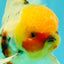 A Grade Sakura Oranda Male 7 inches #080726OR_18