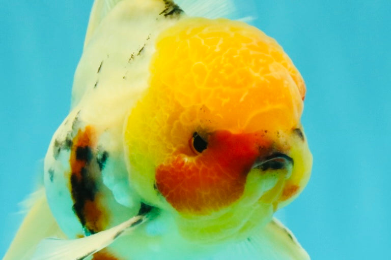 A Grade Sakura Oranda Male 7 inches #080726OR_18