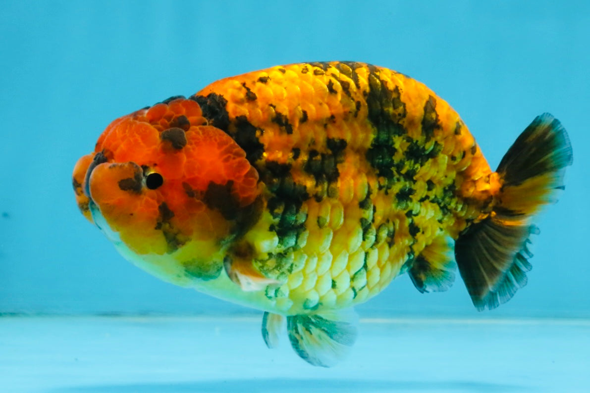 CHUBBY A Grade Tiger LionKing 4.5 inches #112825LC_12