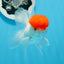 AAA Grade Red Cap Oranda Male 4.5 inches #0830OR_14