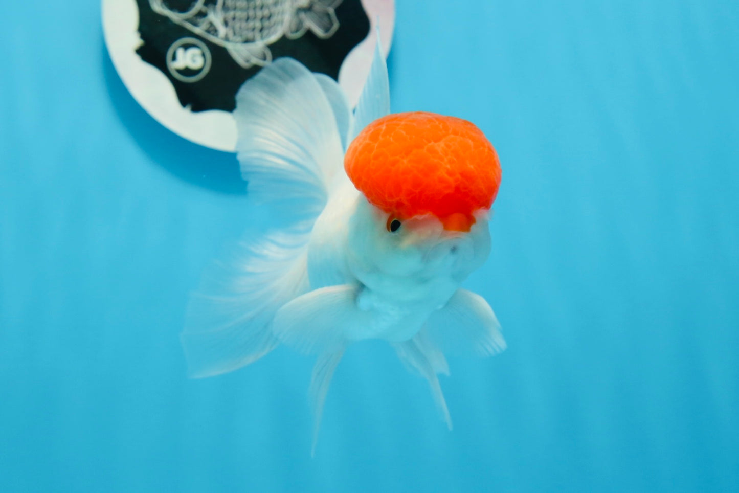 AAA Grade Red Cap Oranda Male 4.5 inches #0830OR_14