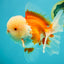 FLUFFY WEN AAA Grade Jade Head Red White Oranda Male 7.5 inches #071726OR_02